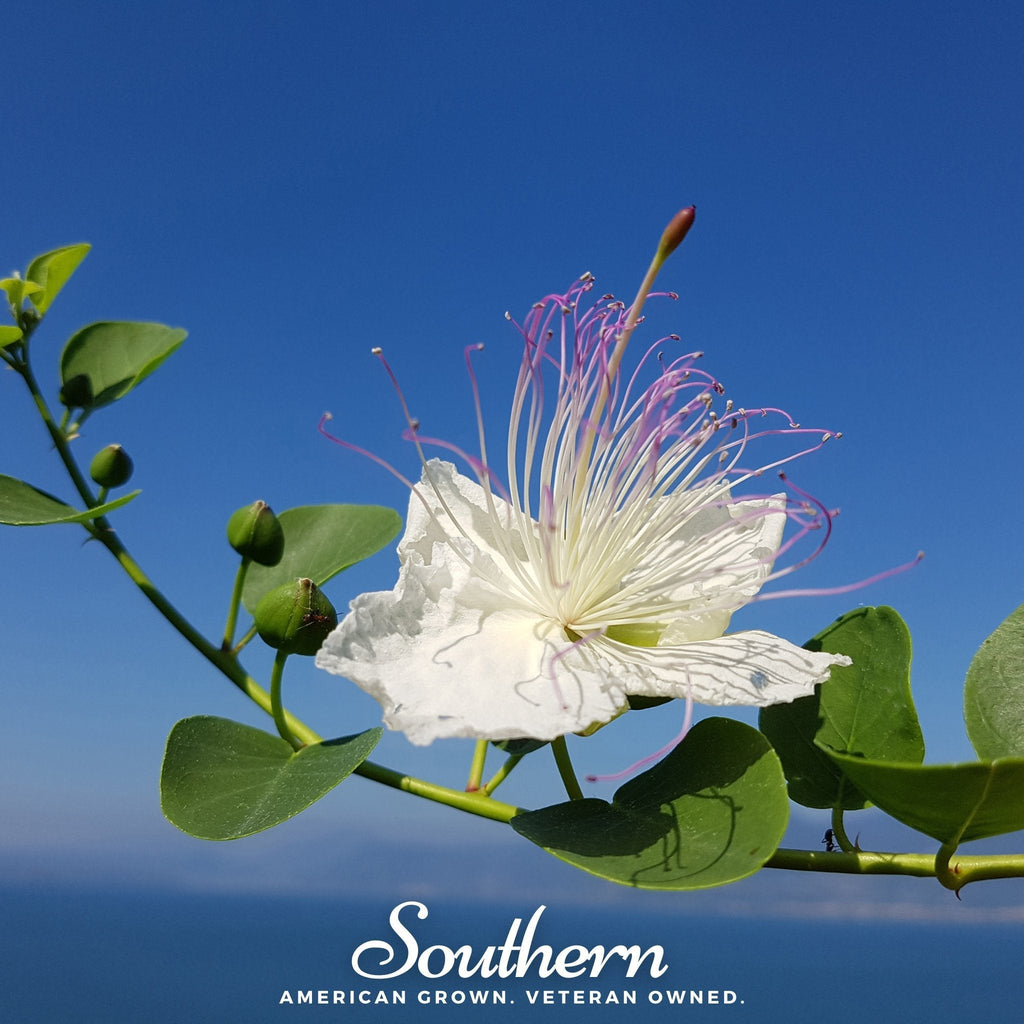 Caper Bush – 10 Seeds