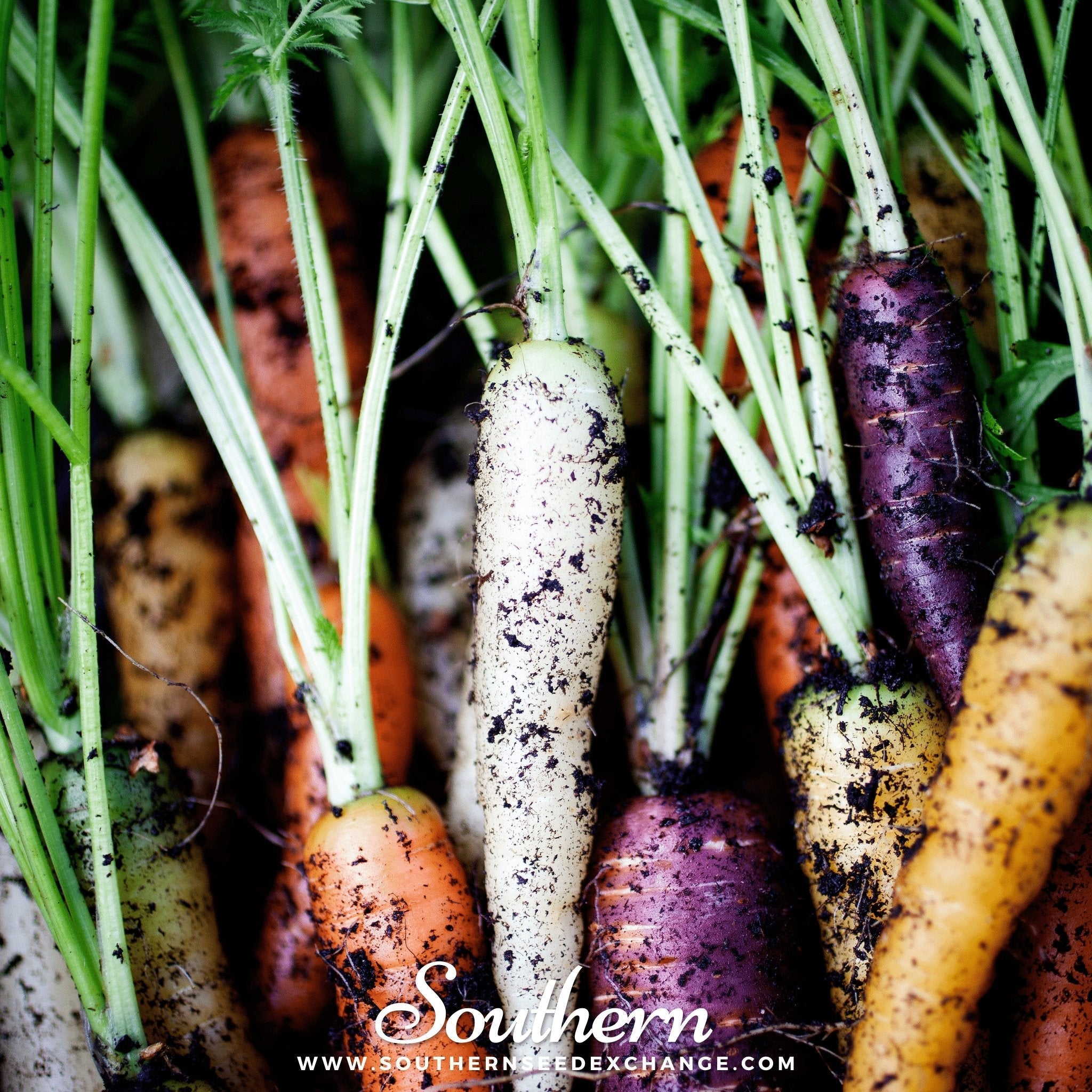 Rainbow Carrot – 100 Seeds