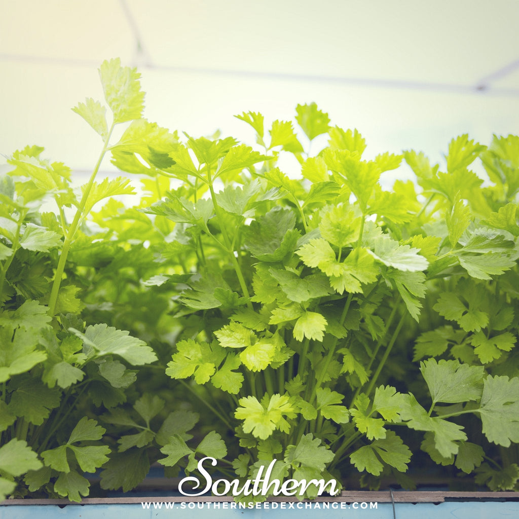 Cutting Celery – 200 Seeds