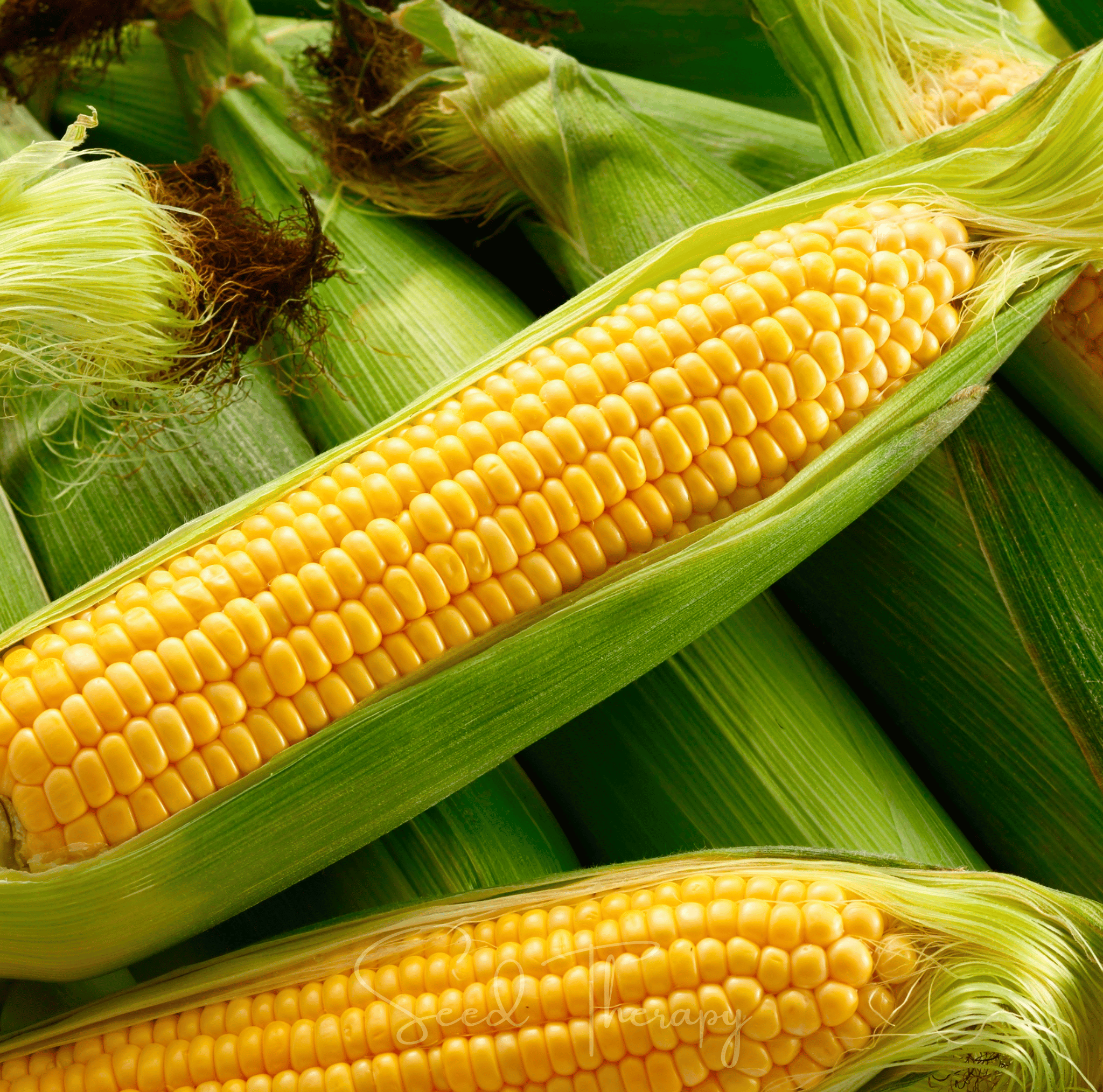 Kandy Korn Corn – 30 Seeds