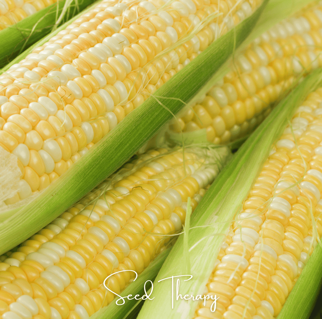 Peaches & Cream Corn – 30 Seeds
