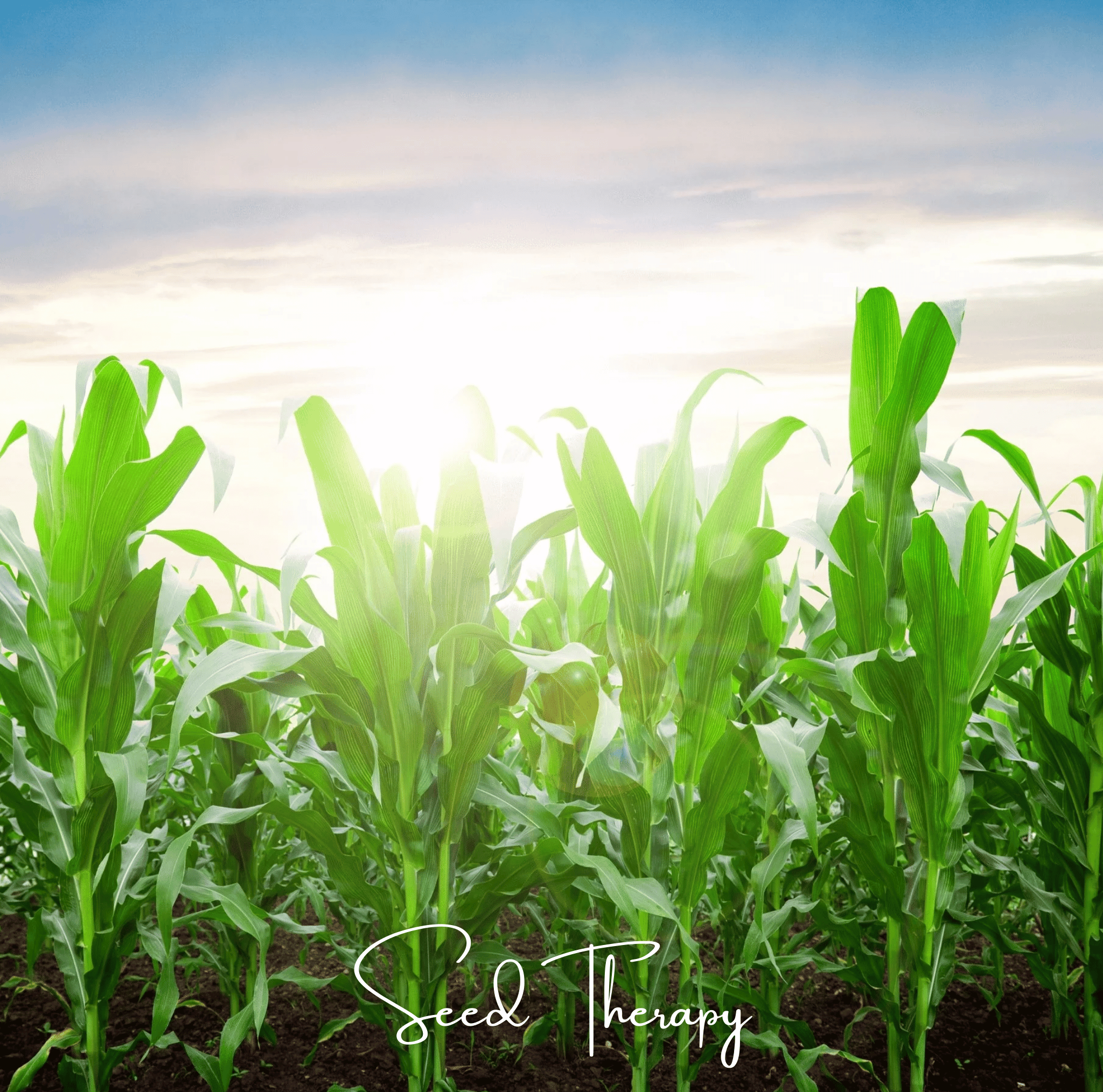 Peaches & Cream Corn – 30 Seeds