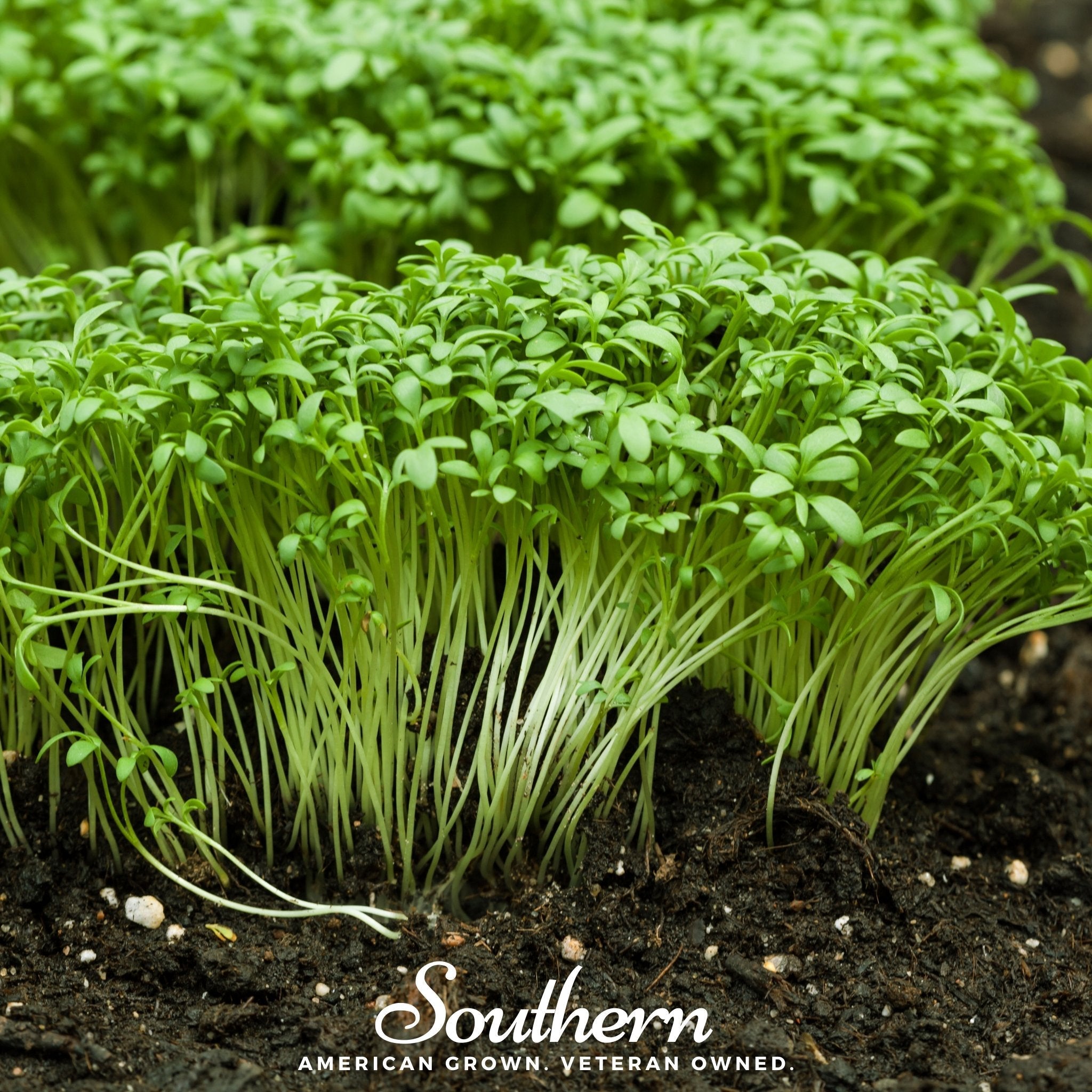 Pepper Cress – 500 Seeds