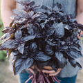 Dark Opal Basil – 250 Seeds