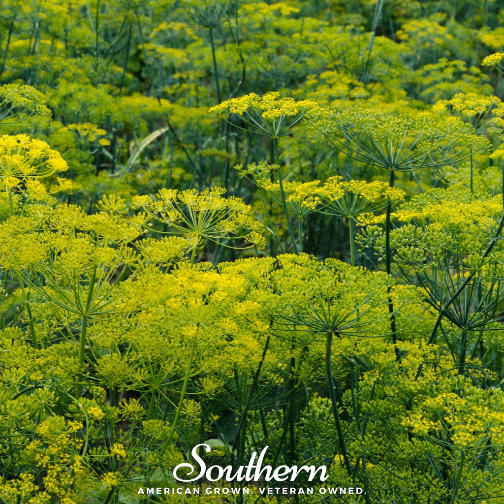 Dukat Dill – 100 Seeds