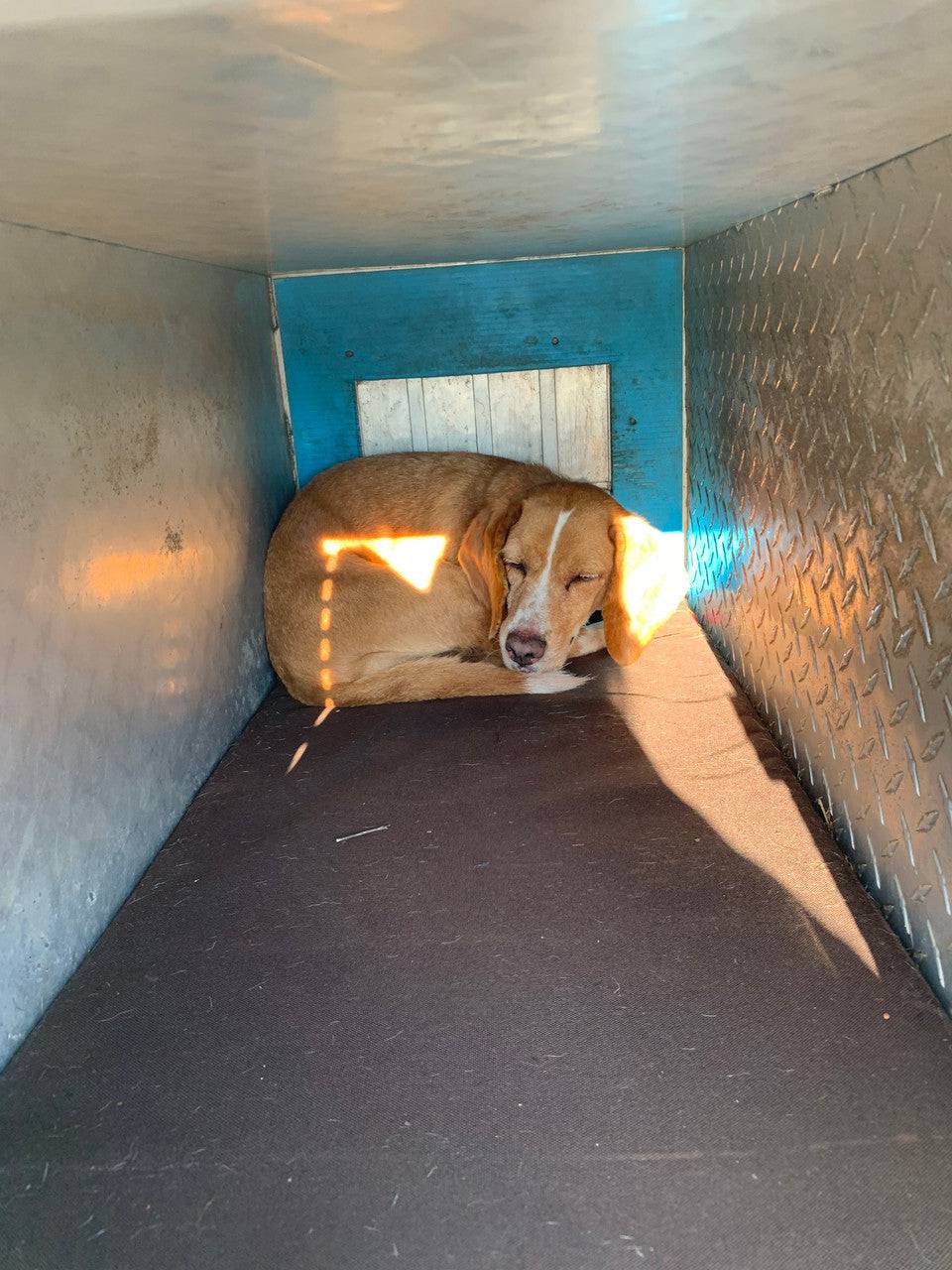 Mule Dog Box and Kennel Pads