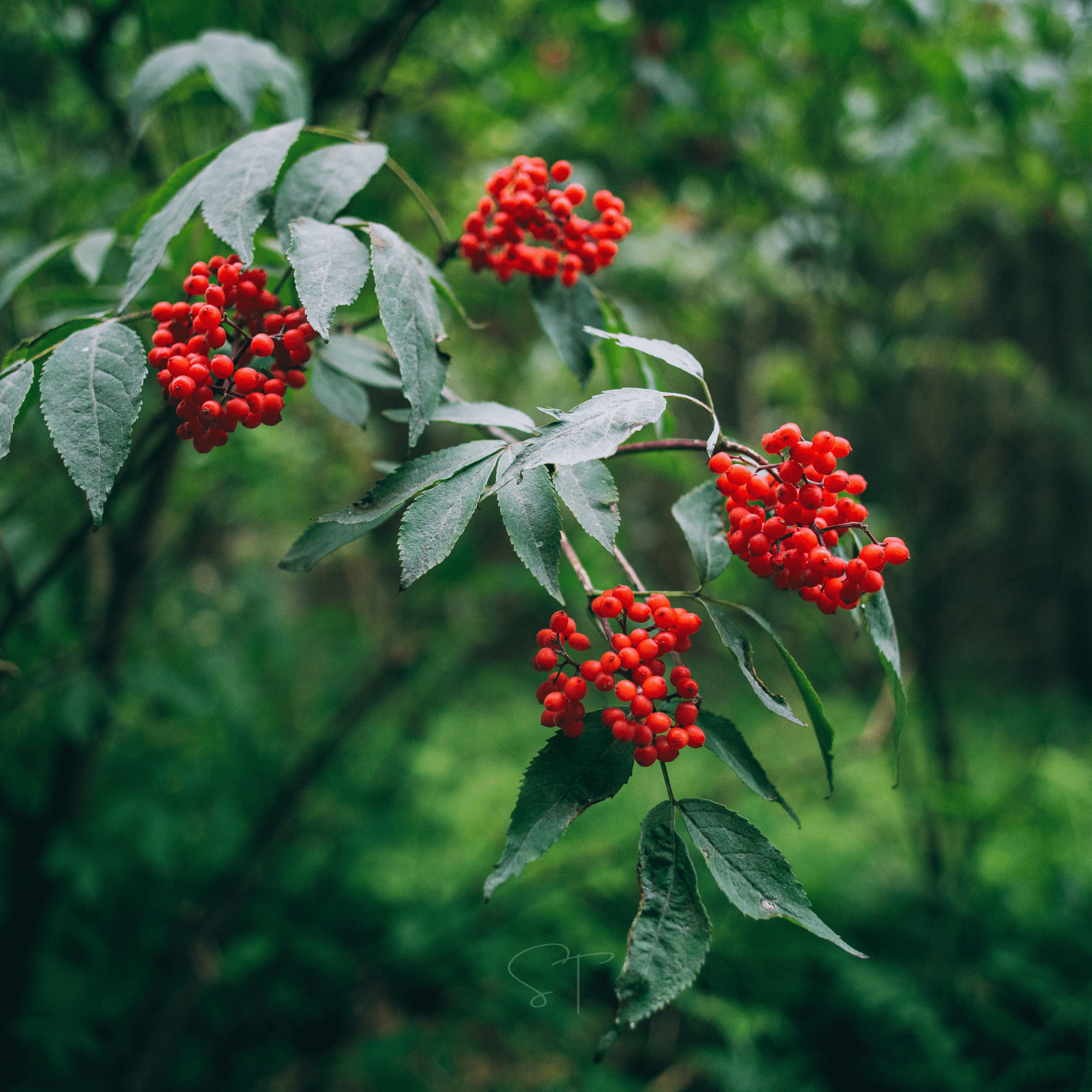 Elderberry Seed Collection (American Black • Red • Blue)