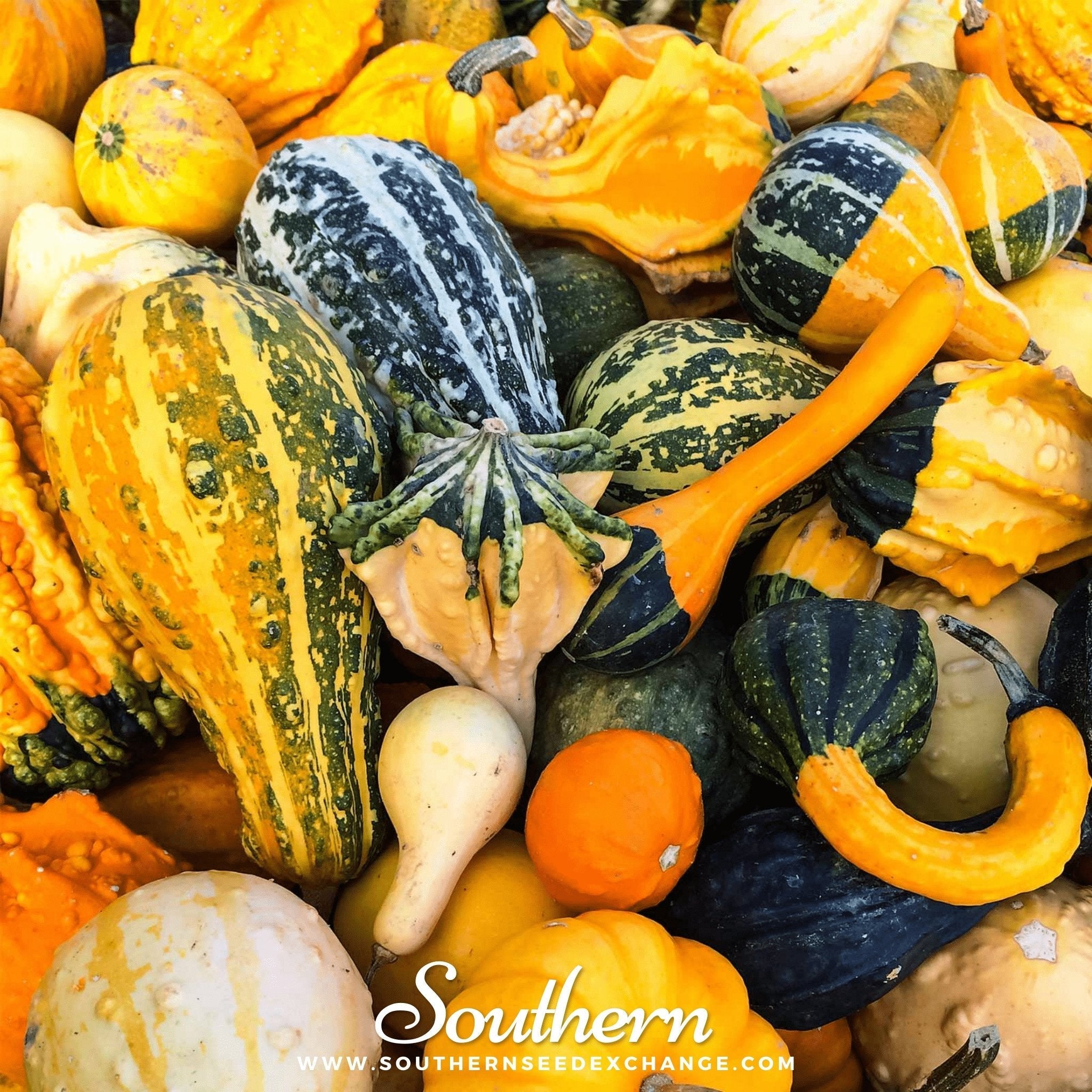 Large Gourd Mix – 20 Seeds