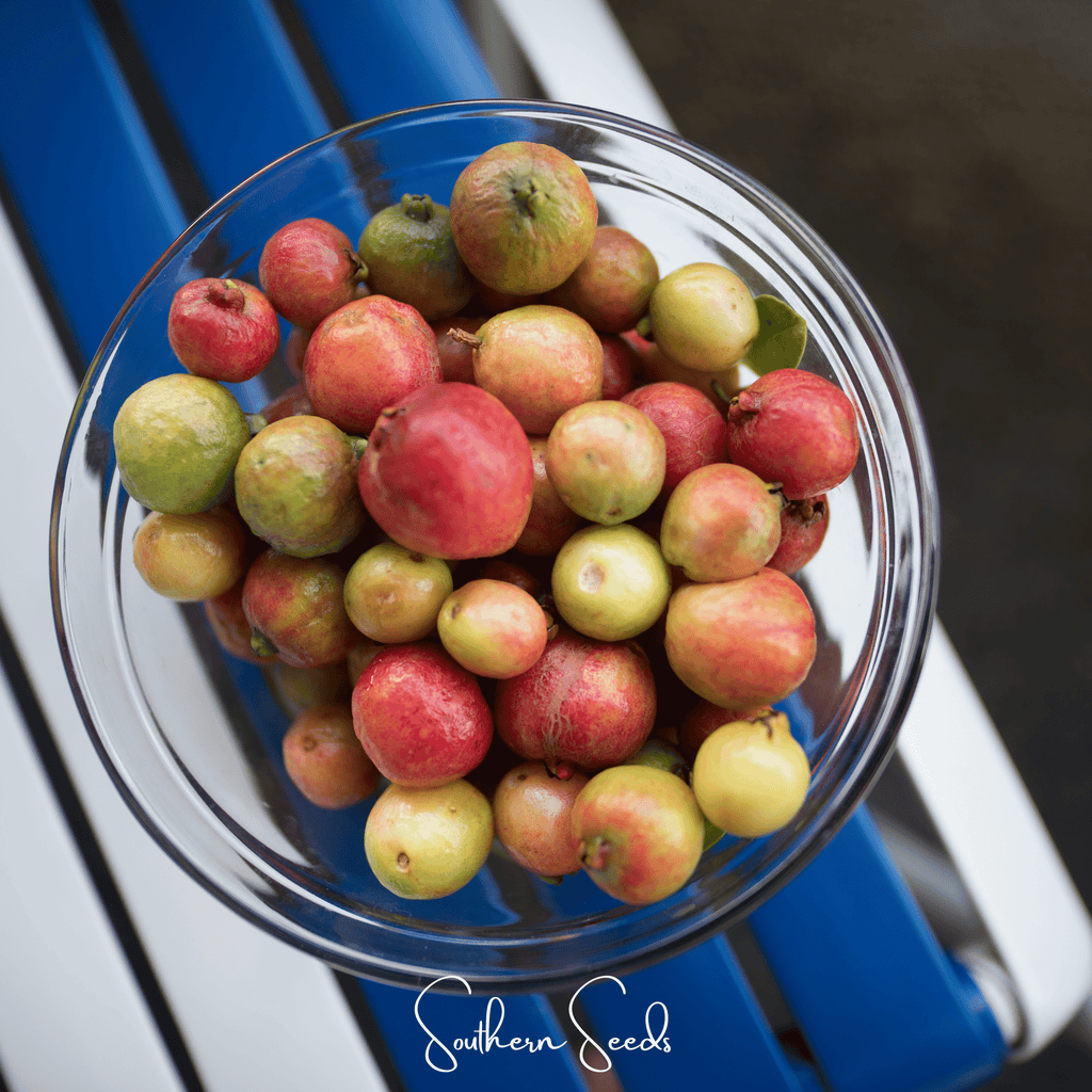 Guava – 25 Seeds