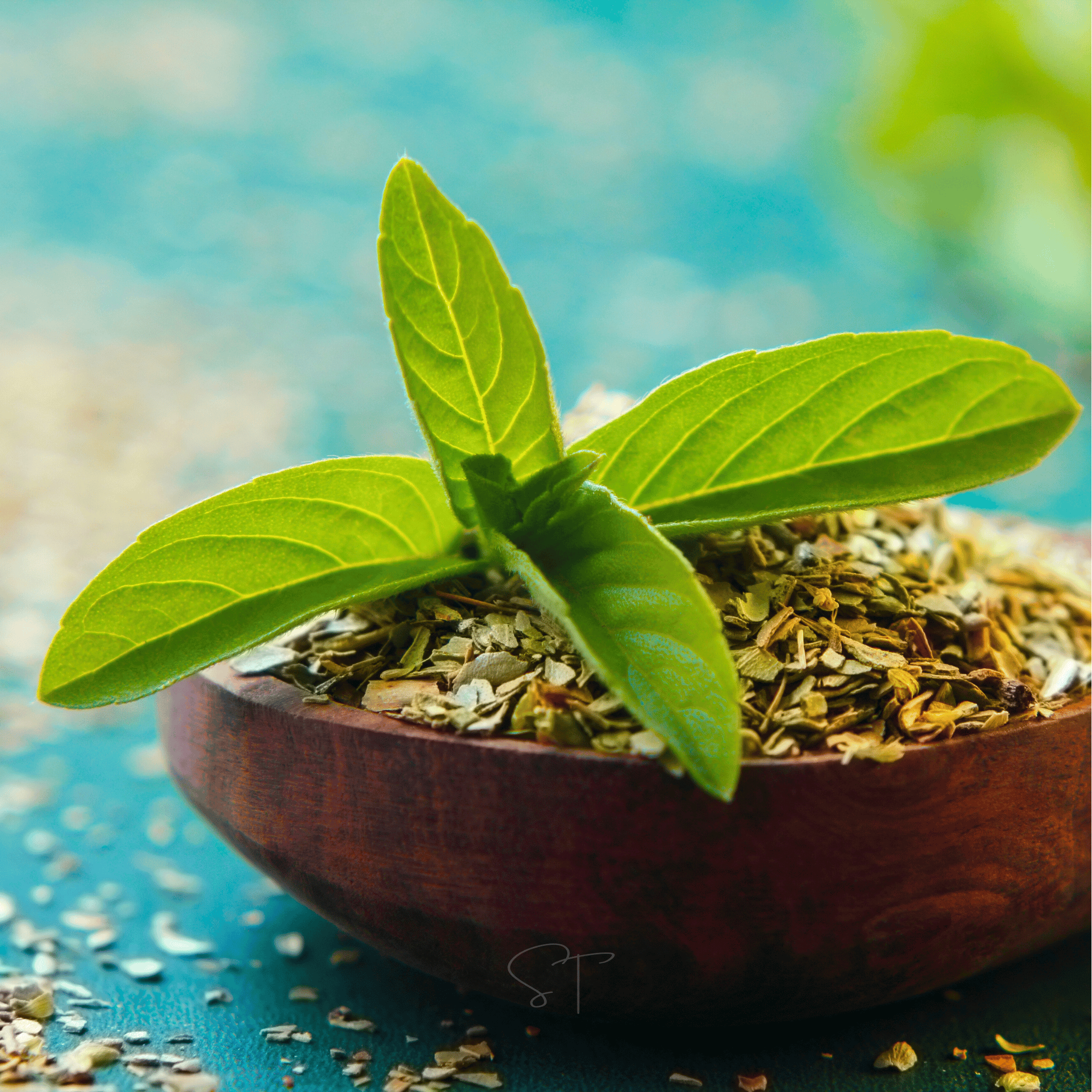 Holy Tulsi Basil – 250 Seeds
