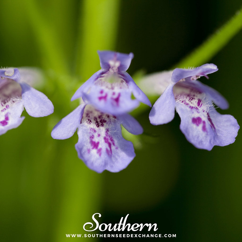 Ground Ivy – 25 Seeds