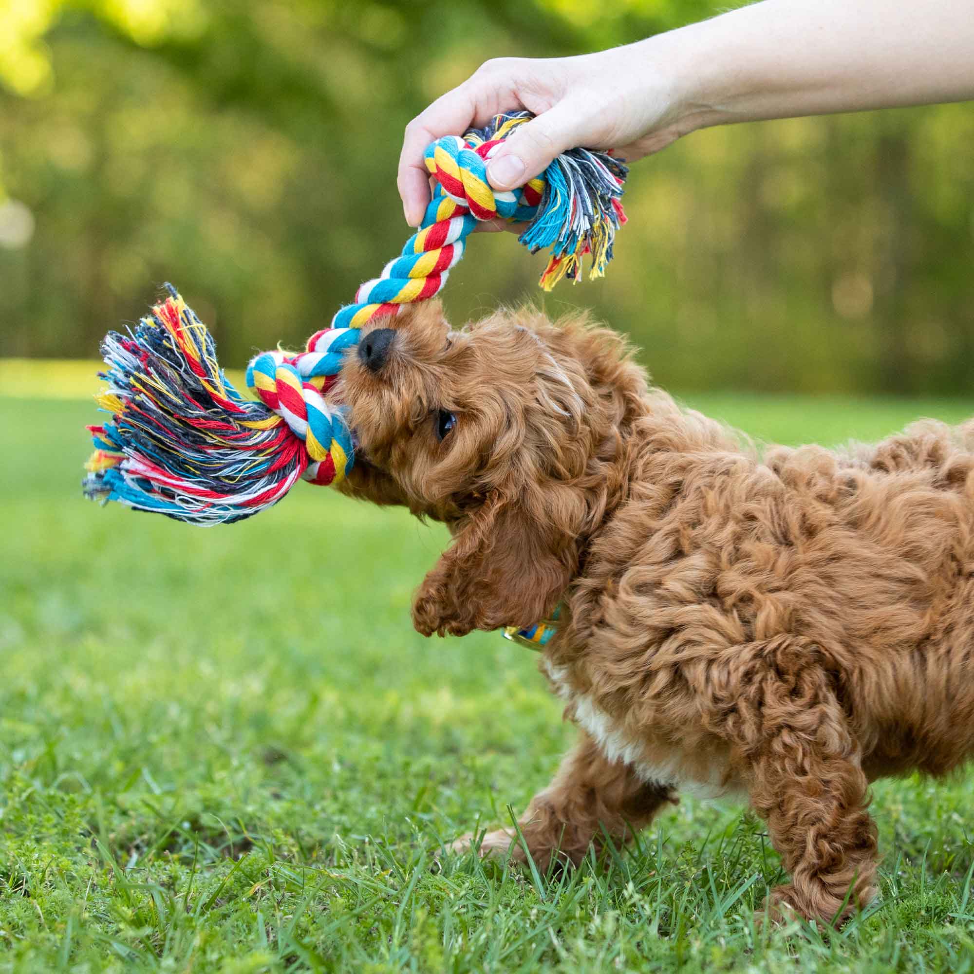 Jeffers Multi-Colored Braided Rope Bone Tug Toy for Dogs