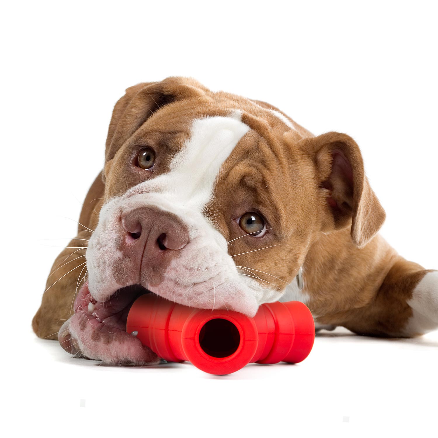 Jeffers Red "Y" Natural Rubber Dental Dog Chew Toy for Medium Chewers