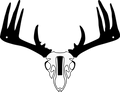 Single Whitetail