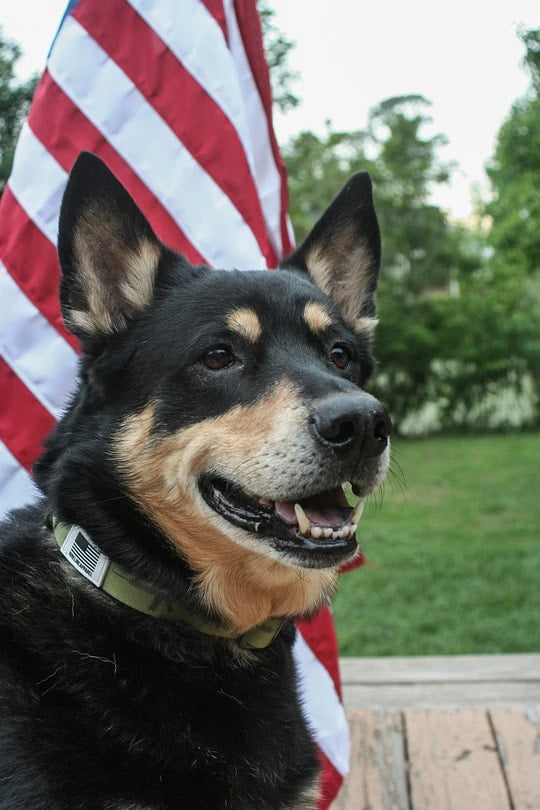 Dog Collar (Small)