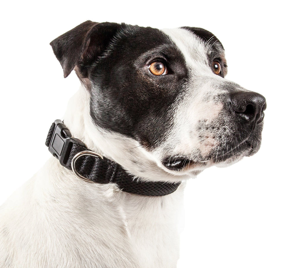 Pet Life ®  'Aero Mesh' Dual-Sided Breathable and Adjustable Thick Mesh Dog Collar