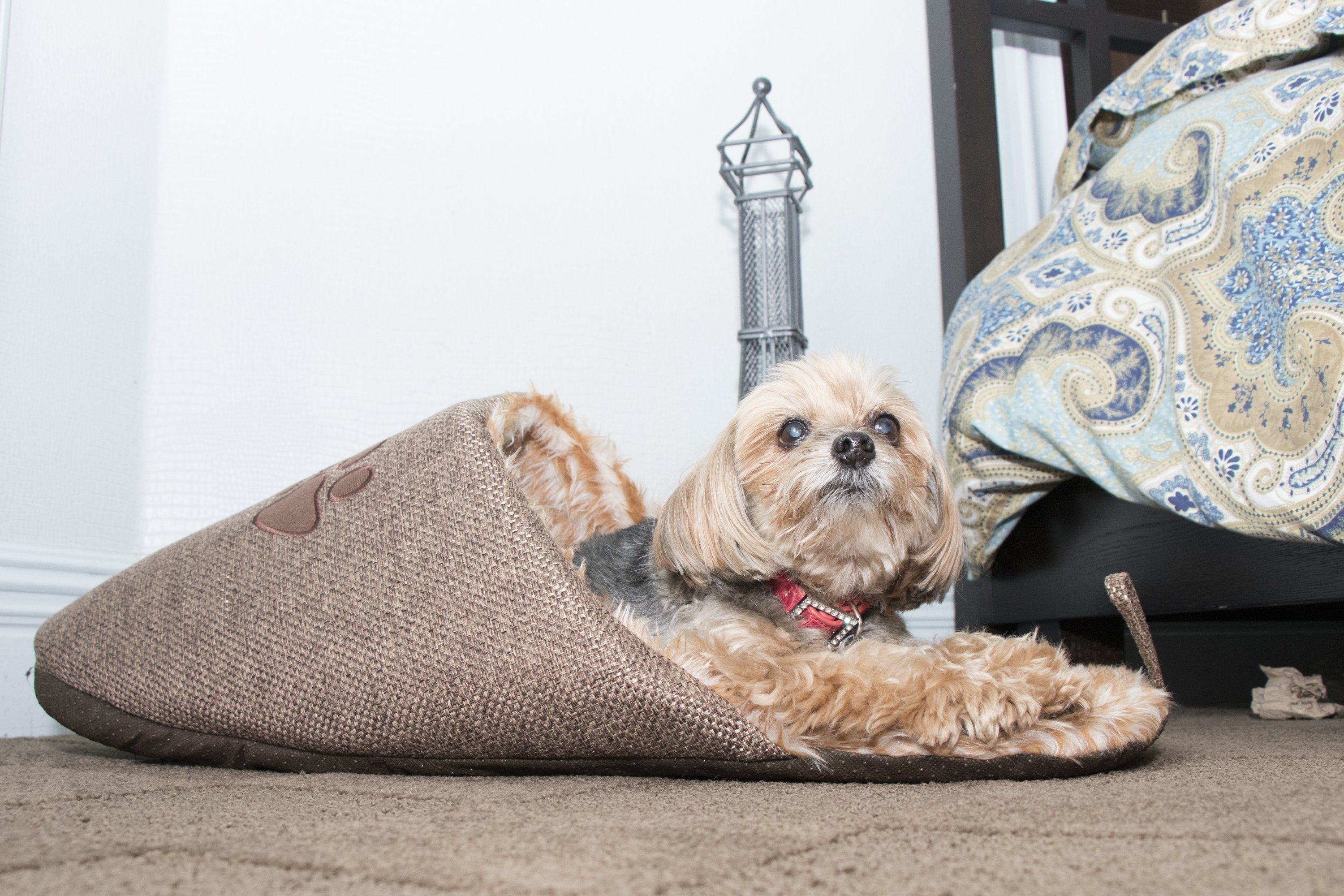 Pet Life ® 'Slip-On' Fashion Designer Polar Fleece Animated Slipper Pet Dog Bed House Shoes