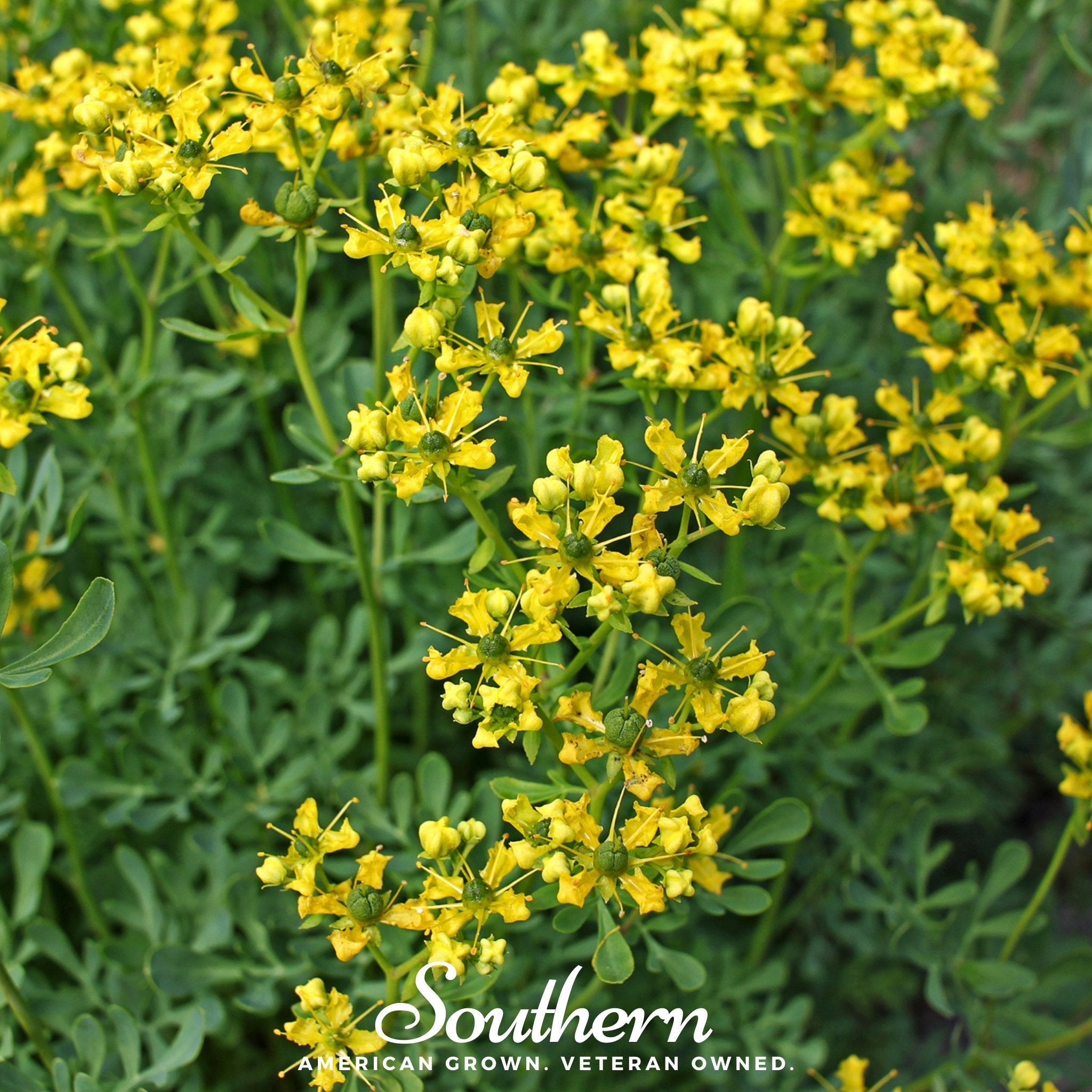 Rue – 100 Seeds