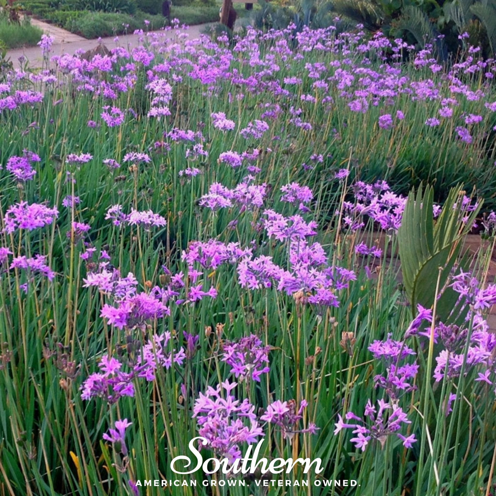 Society Garlic – 20 Seeds