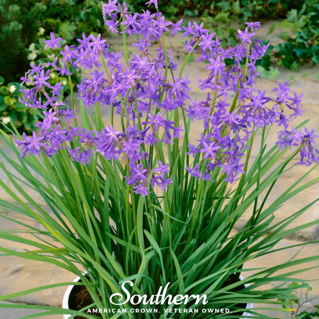 Society Garlic – 20 Seeds