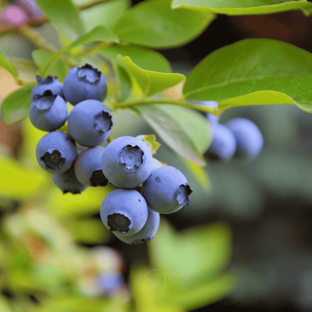 Southern Highbush Blueberry – 50 Seeds