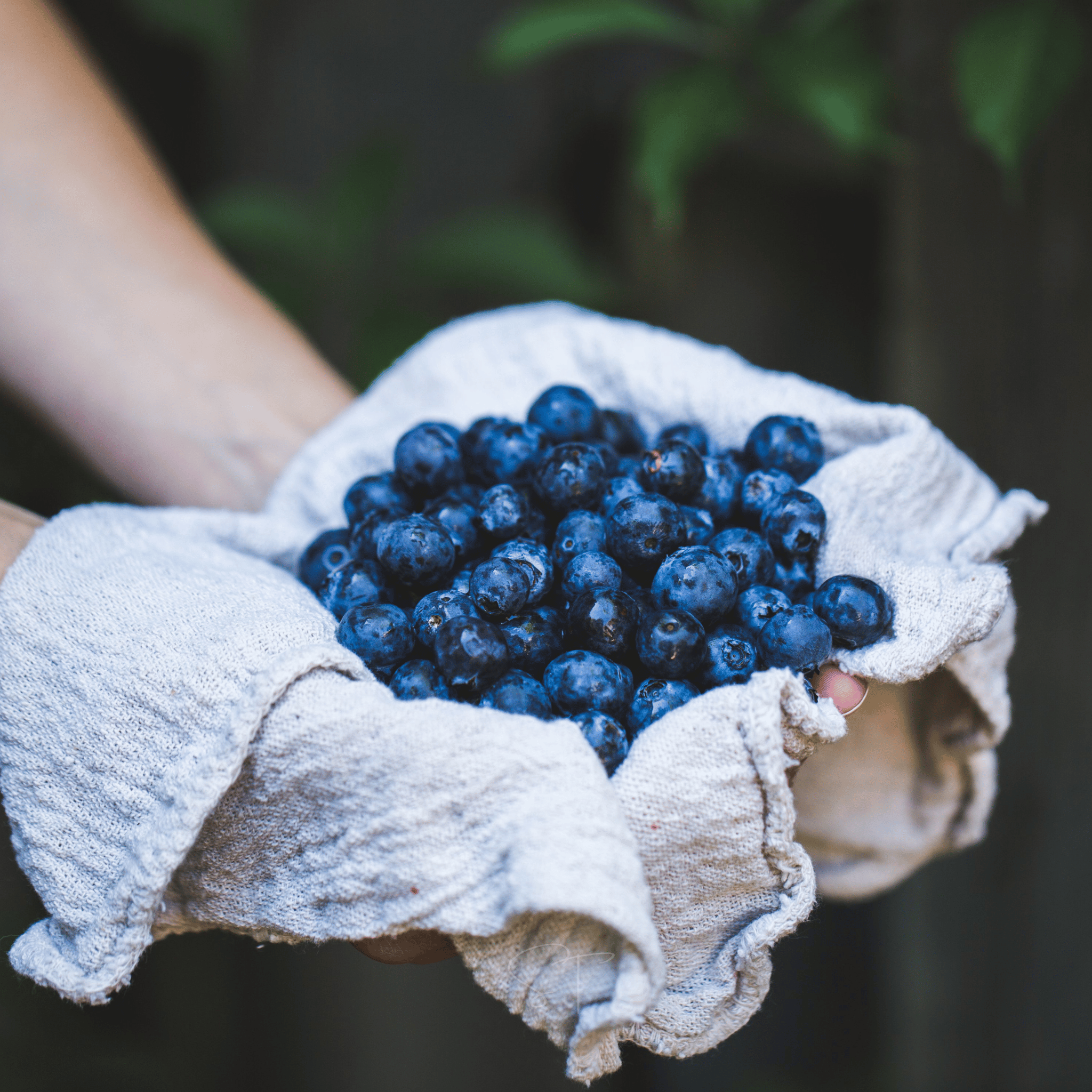Southern Highbush Blueberry – 50 Seeds