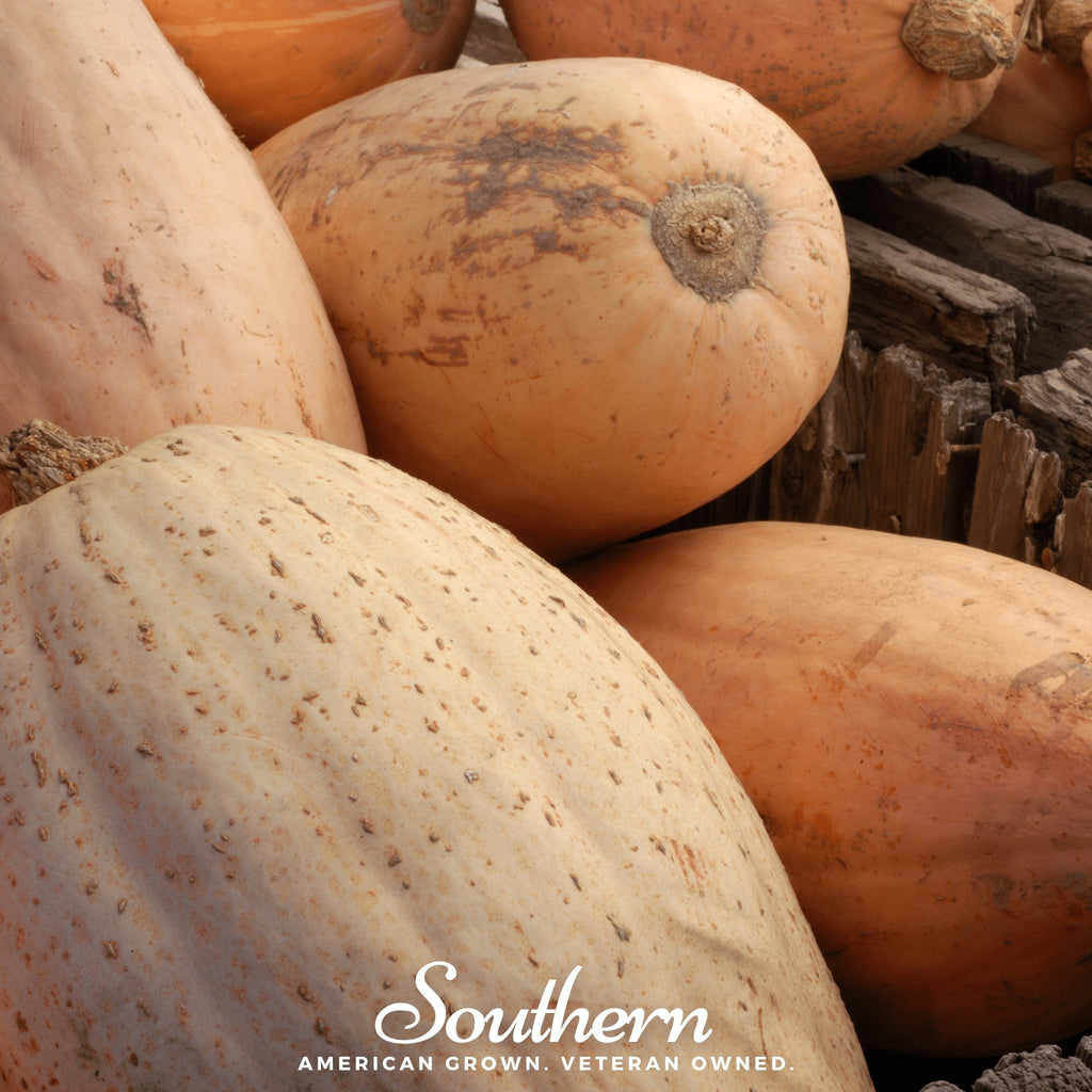 Pink Banana Squash – 25 Seeds