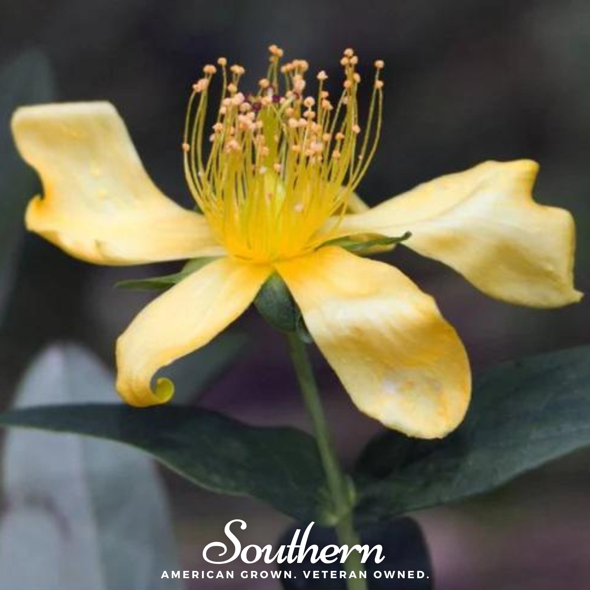 Greater St. John’s Wort – 100 Seeds