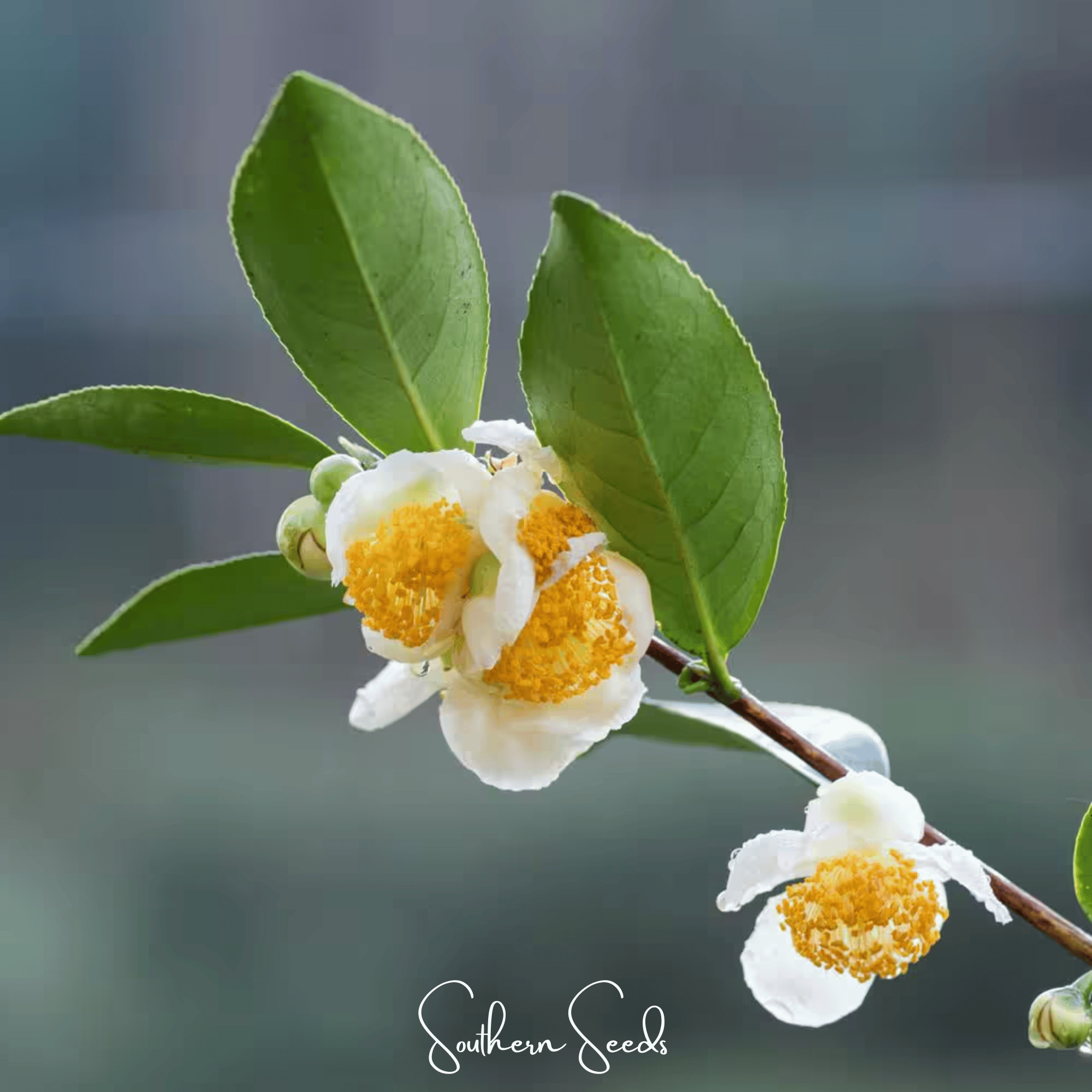Tea Plant - 5 Seeds