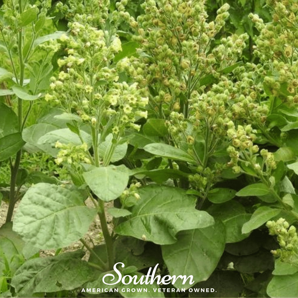 Hopi Tobacco – 100 Seeds