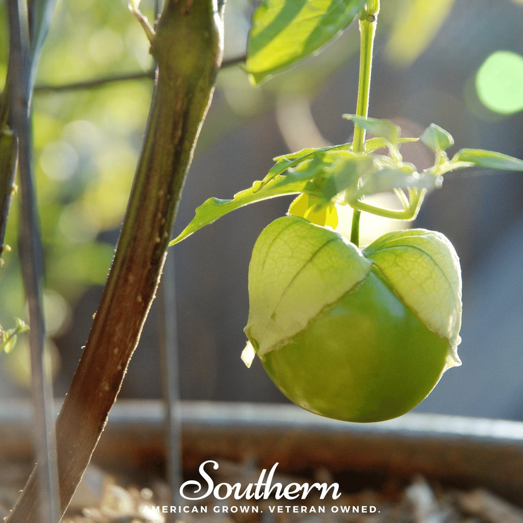 Verde Rio Grande Tomatillo – 50 Seeds
