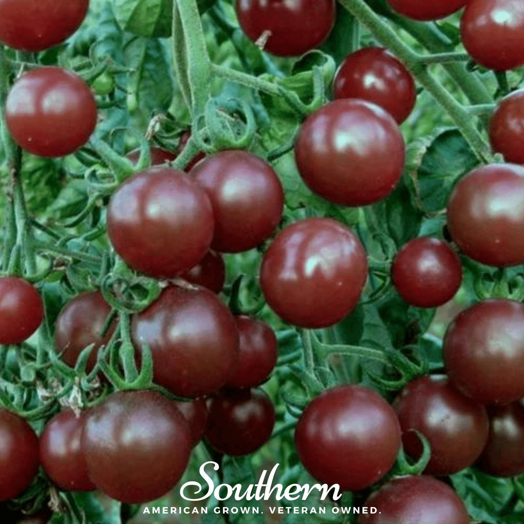 Chocolate Cherry Tomato – 25 Seeds