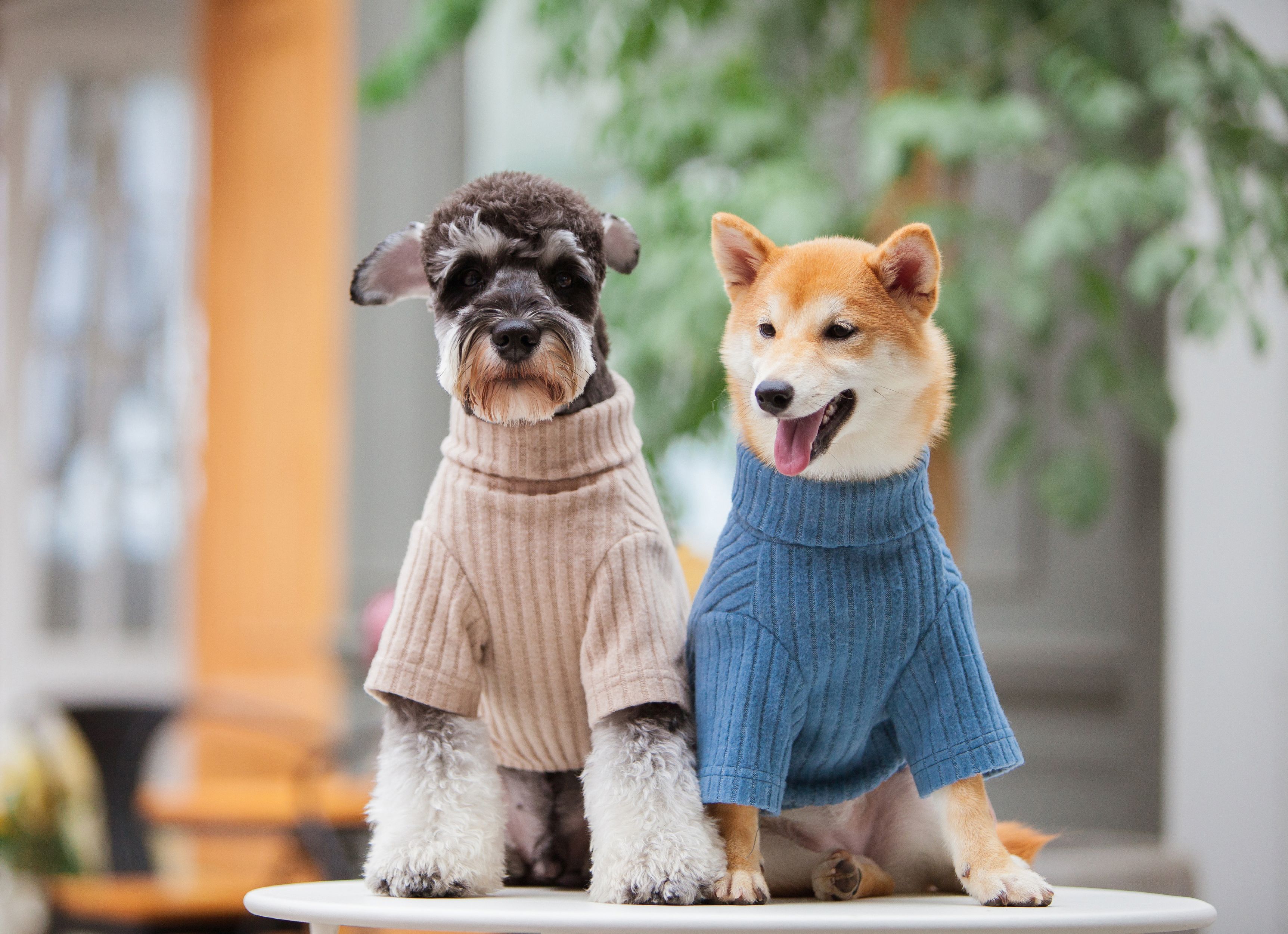 Touchdog ® 'Modress' Fashion Designer Dog Sweater and Dress