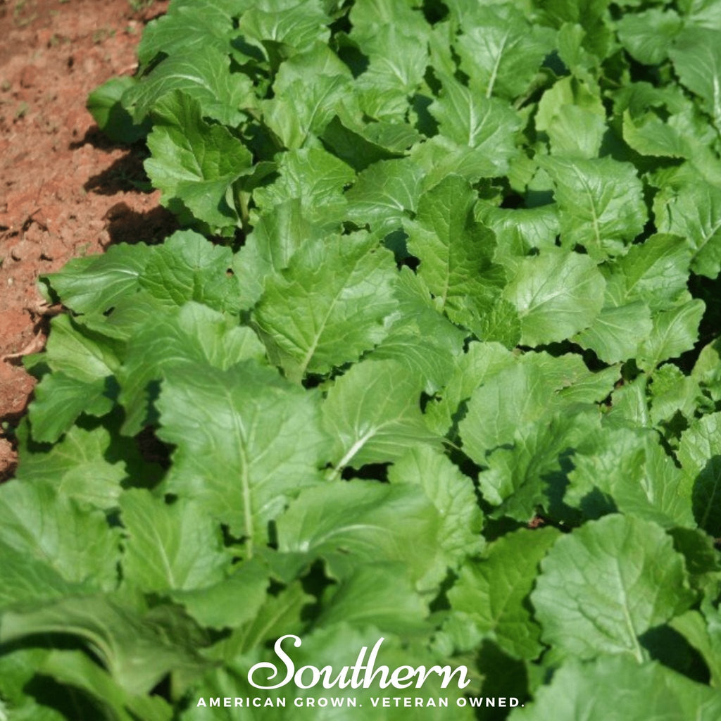 Seven Top Turnip – 100 Seeds