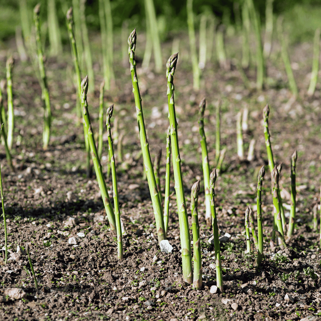 UC72 Asparagus – 50 Seeds