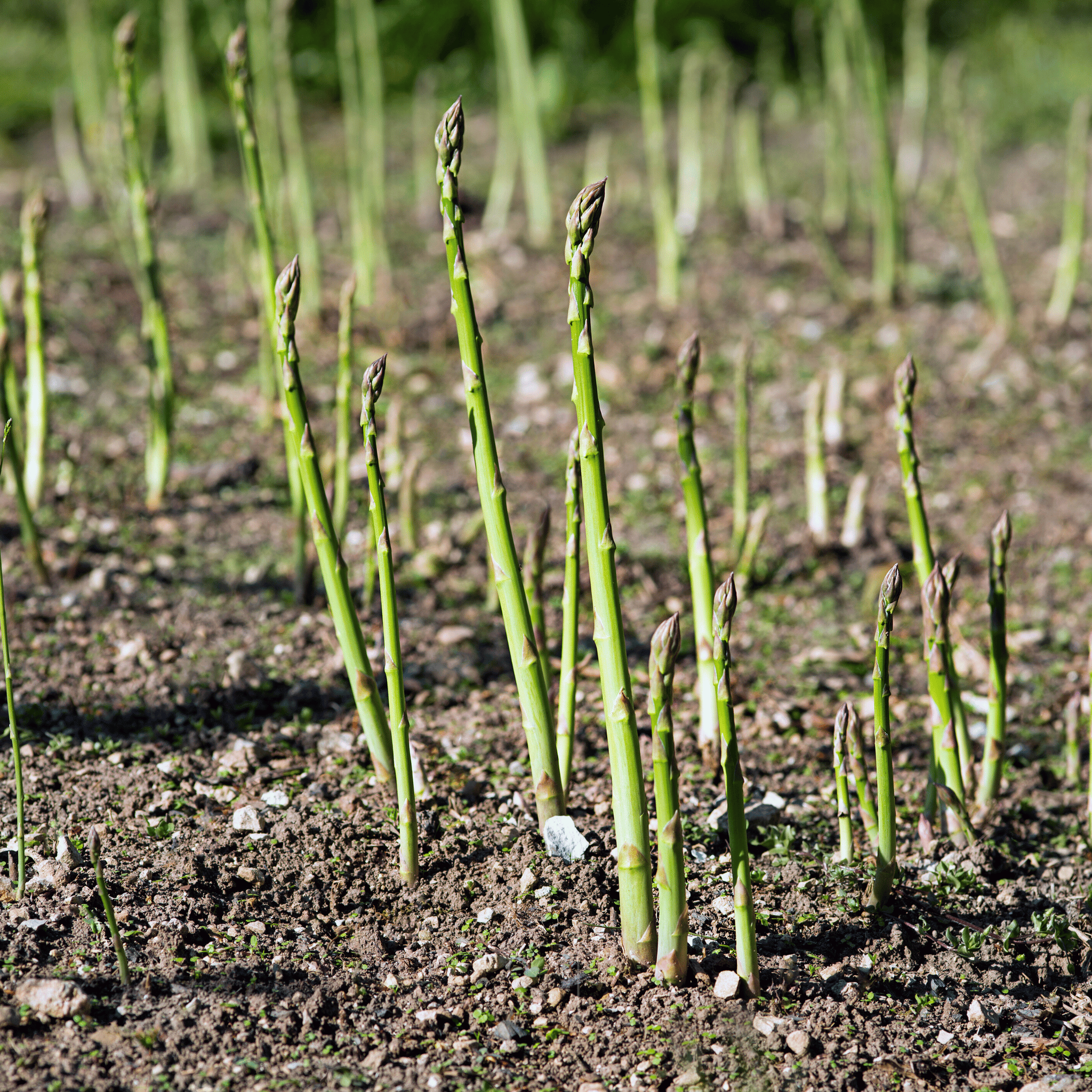 UC72 Asparagus – 50 Seeds
