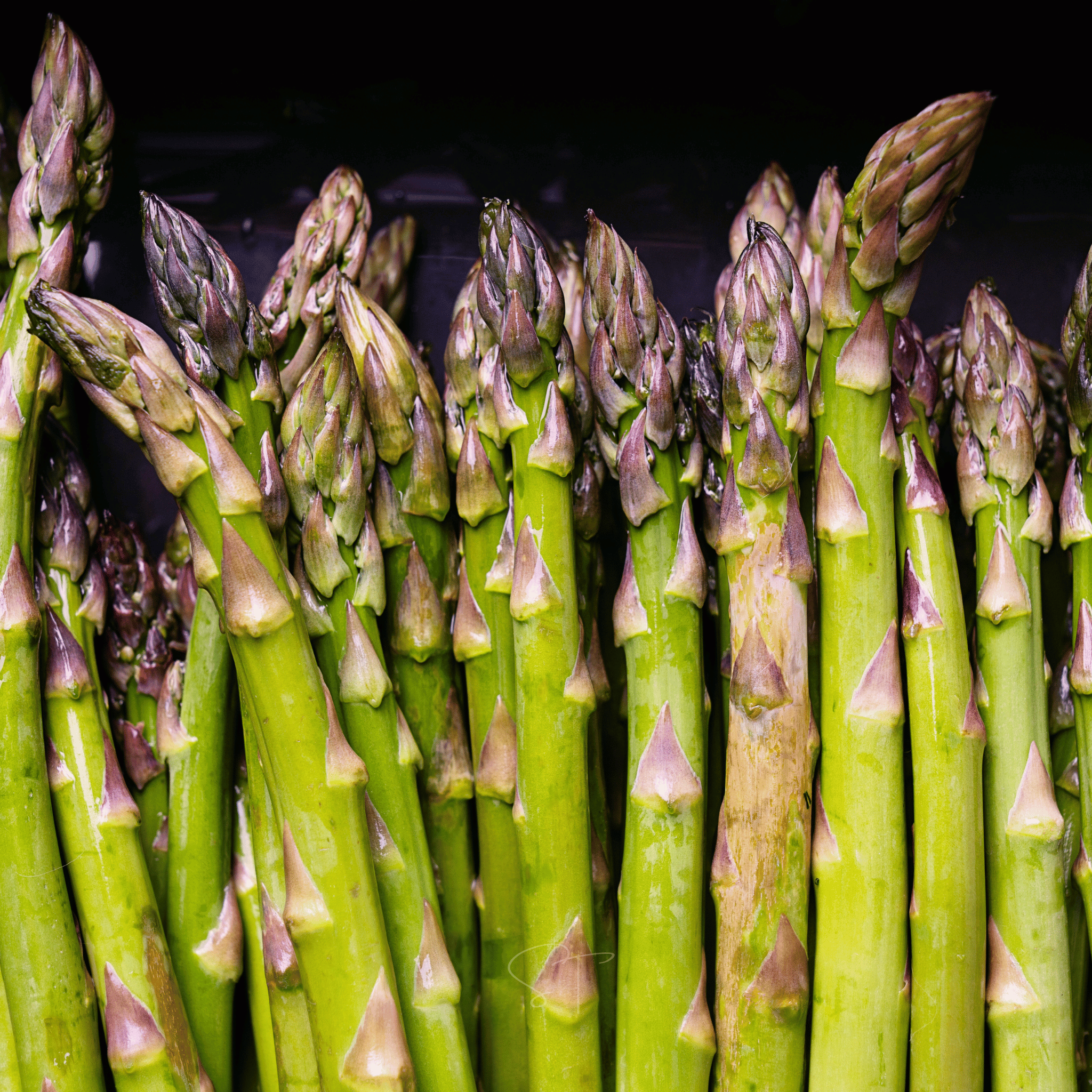 UC72 Asparagus – 50 Seeds