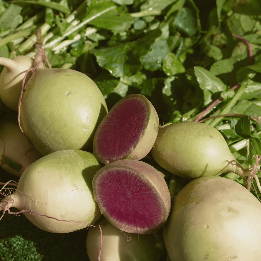 Watermelon Radish – 50 Seeds